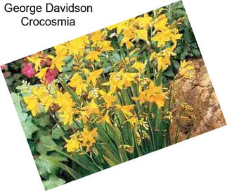 George Davidson Crocosmia