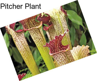 Pitcher Plant