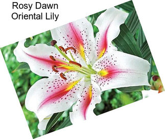 Rosy Dawn Oriental Lily