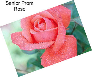 Senior Prom Rose