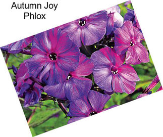 Autumn Joy Phlox