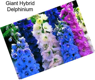 Giant Hybrid Delphinium