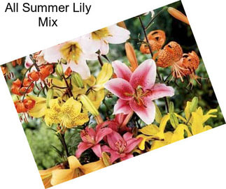 All Summer Lily Mix