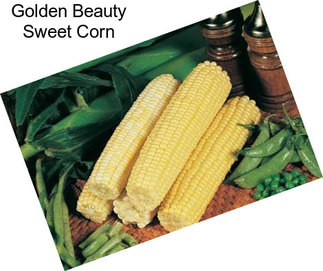 Golden Beauty Sweet Corn