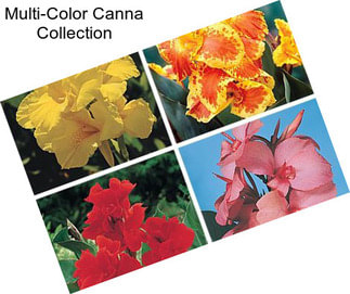 Multi-Color Canna Collection