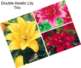 Double Asiatic Lily Trio