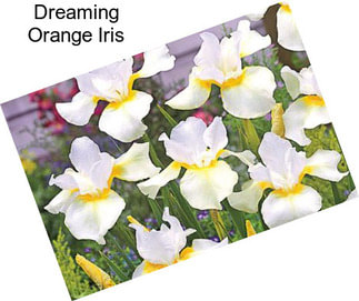 Dreaming Orange Iris