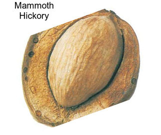 Mammoth Hickory