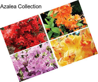 Azalea Collection