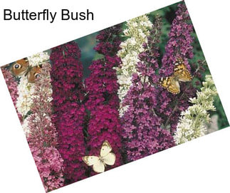 Butterfly Bush