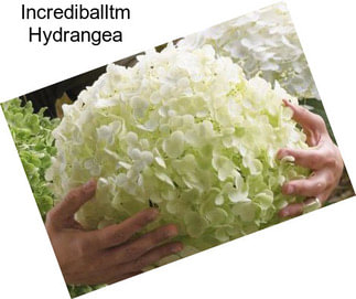 Incrediballtm Hydrangea