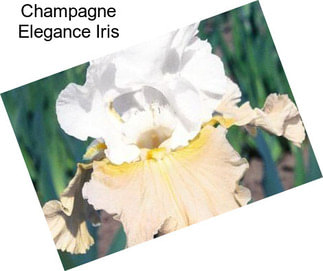 Champagne Elegance Iris