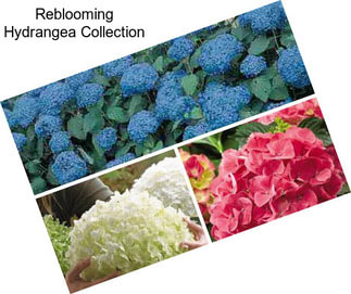 Reblooming Hydrangea Collection
