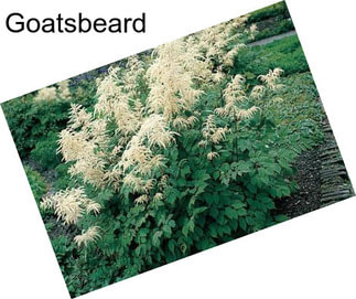 Goatsbeard