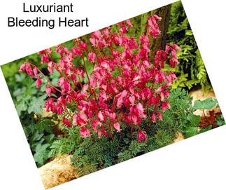 Luxuriant Bleeding Heart