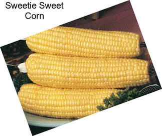 Sweetie Sweet Corn