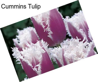 Cummins Tulip