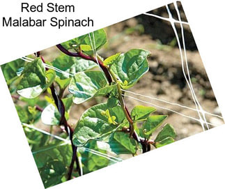 Red Stem Malabar Spinach