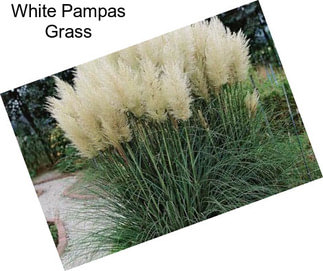 White Pampas Grass