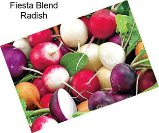 Fiesta Blend Radish
