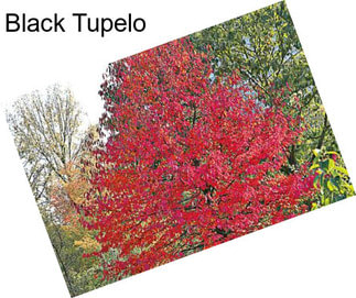 Black Tupelo