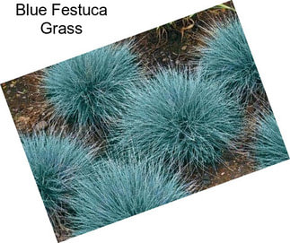 Blue Festuca Grass