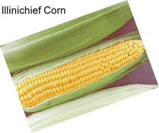 Illinichief Corn