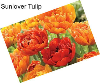 Sunlover Tulip