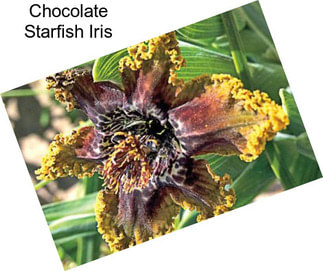 Chocolate Starfish Iris