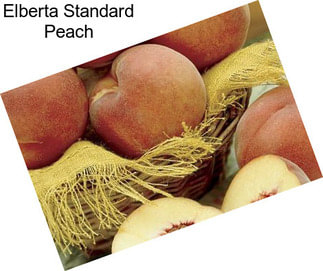 Elberta Standard Peach