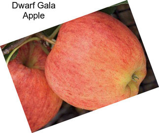 Dwarf Gala Apple