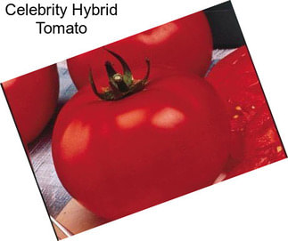 Celebrity Hybrid Tomato