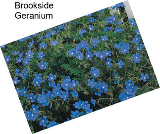 Brookside Geranium