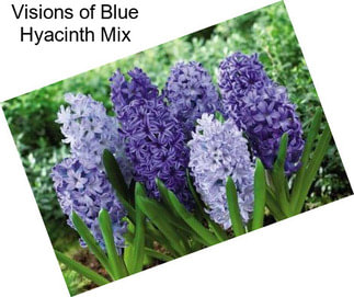 Visions of Blue Hyacinth Mix