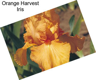 Orange Harvest Iris