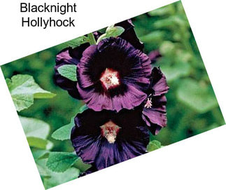 Blacknight Hollyhock