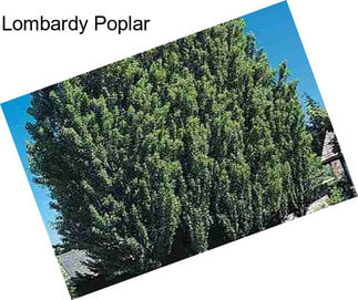 Lombardy Poplar