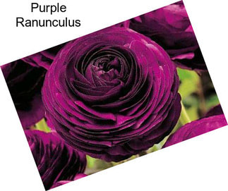 Purple Ranunculus