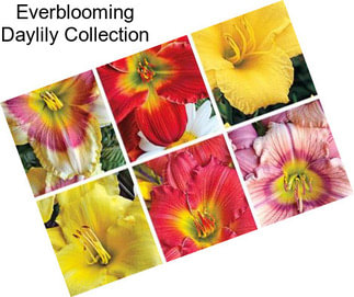Everblooming Daylily Collection