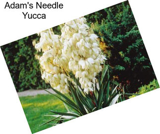 Adam\'s Needle Yucca