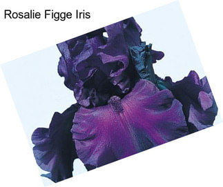 Rosalie Figge Iris