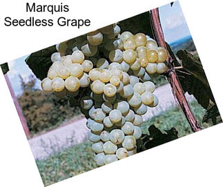 Marquis Seedless Grape