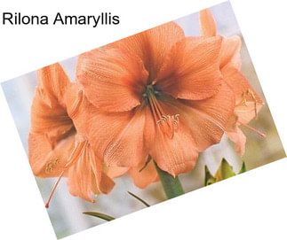 Rilona Amaryllis