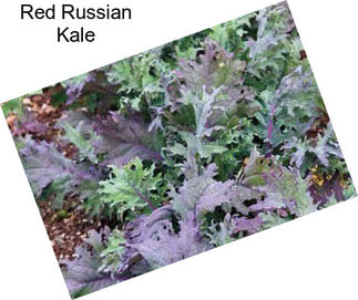 Red Russian Kale