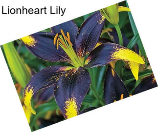 Lionheart Lily
