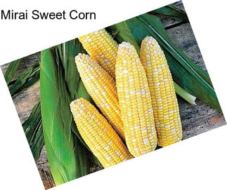 Mirai Sweet Corn