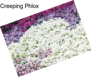 Creeping Phlox
