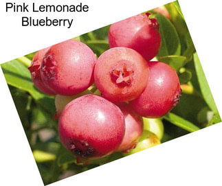 Pink Lemonade Blueberry