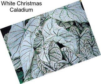 White Christmas Caladium