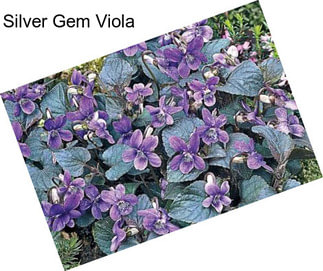 Silver Gem Viola